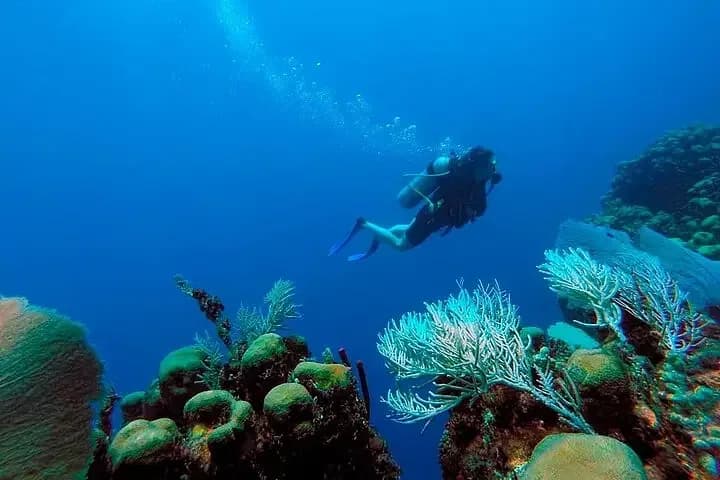 Catalina Island Snorkel & Beach